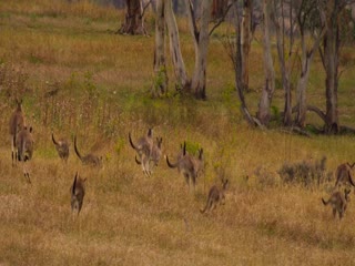 Thung lũng kangaroo Tập Full