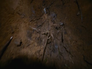 Dạ Quỷ Rừng Sâu Full